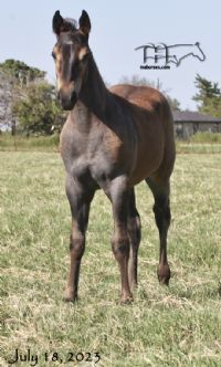 Graves Blue Spark's 2023 Blue Roan Filly